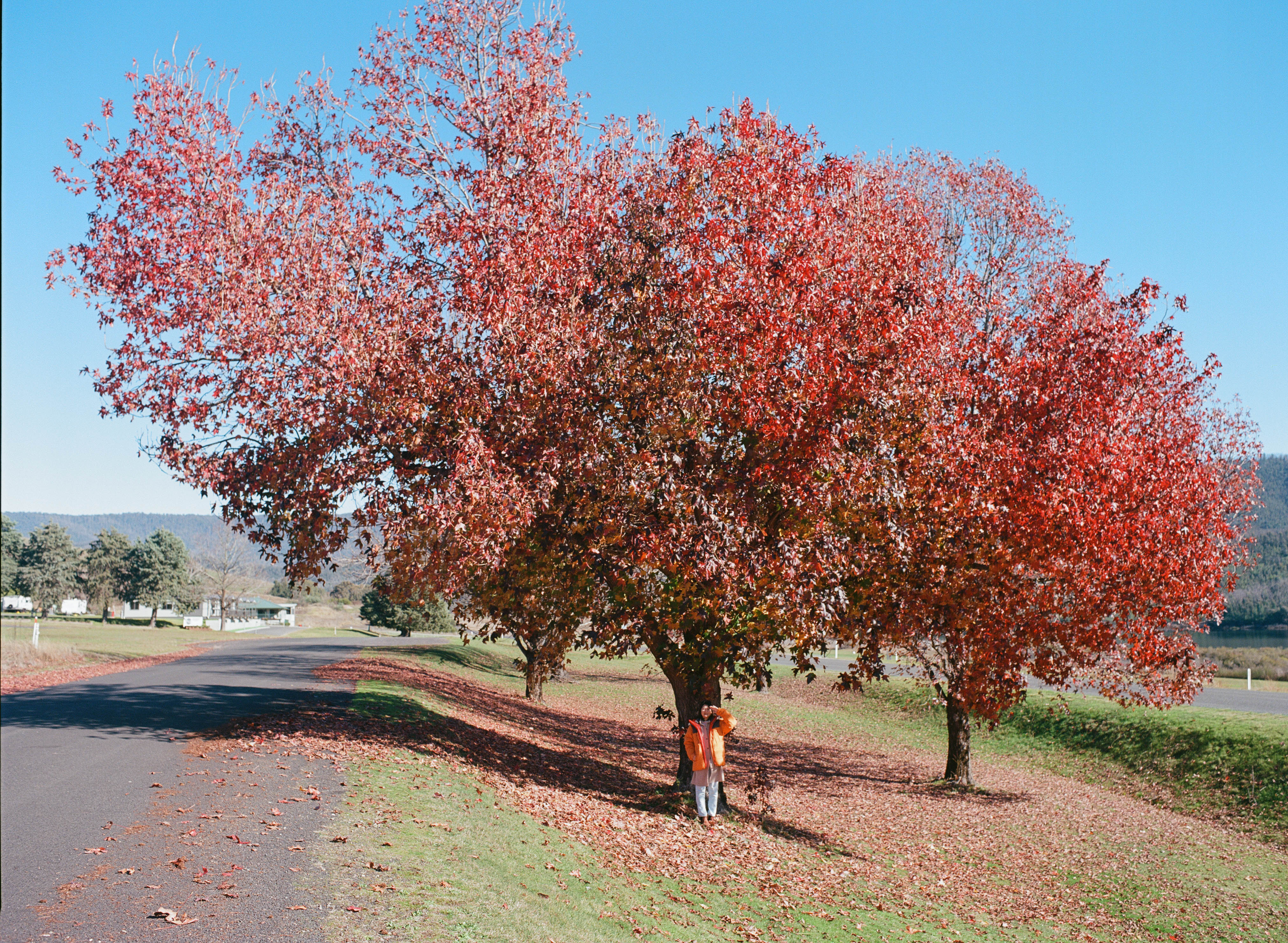 A Maple Tree in Talbingo